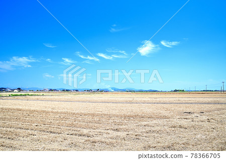 Tsukushi Plain of Mugiaki Tsukushi Plain of Mugiaki 78366705