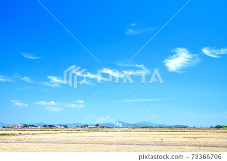 Tsukushi Plain of Mugiaki Tsukushi Plain of Mugiaki 78366706
