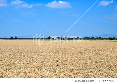 Tsukushi Plain of Mugiaki 78366709