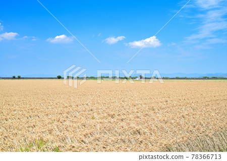 Mugiaki 筑紫平原 78366713