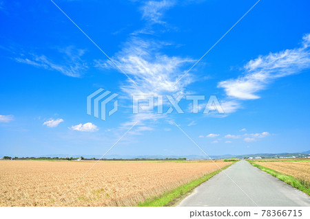 Mugiaki 筑紫平原 78366715