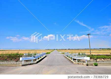 Tsukushi Plain of Mugiaki Tsukushi Plain of Mugiaki 78366729