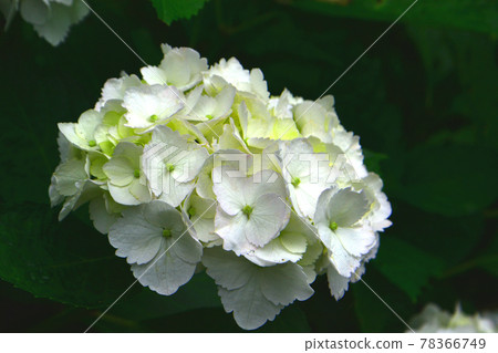 Hydrangea in Kairakuen Hydrangea in Kairakuen 78366749