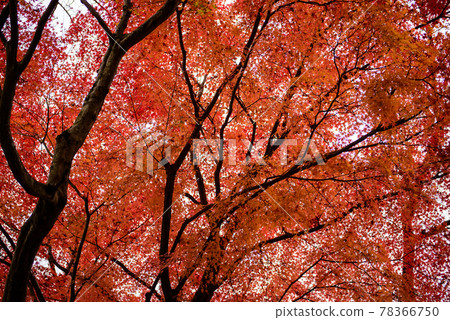 Autumn leaves Autumn leaves 78366750