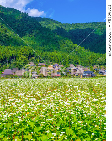 美山茅吹之里和蕎麥田 美山茅吹之里和蕎麥田 78366821