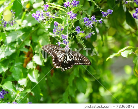 Osaka Itami Koyaike Park Butterfly Namiageha and Blue False Indigo (Insectarium, early summer) 78366872