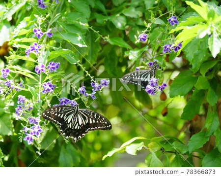 Osaka Itami Koyaike Park Butterfly Namiageha and Blue False Indigo (Insectarium, early summer) 78366873