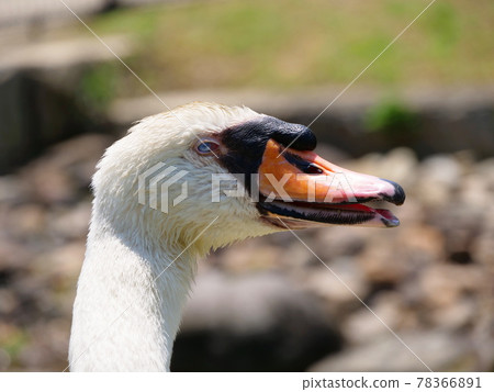 Osaka Itami Koyaike Park Swan with black bumps (Koyaike, early summer) 78366891