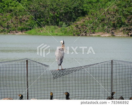 大阪伊丹小夜池公園灰鷺和鸕鶿（小夜池，初夏） 78366892