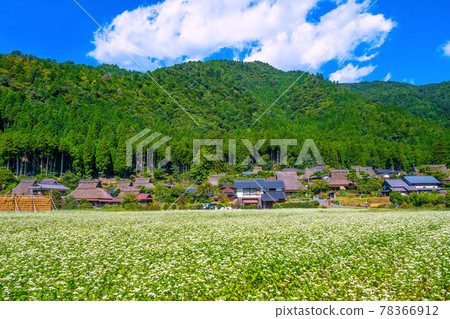 美山茅吹之里和蕎麥田 78366912