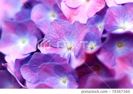 Close up of pink and purple hydrangea flowers 78367160