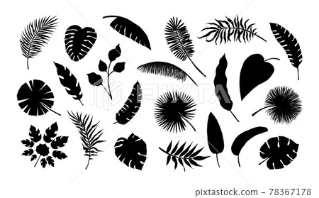 Exotic leaf silhouette. Tropical monstera and banana tree branches. Black and white coconut palm fronds. Summer foliage. Isolated jungle plants. Vector decorative natural elements set 78367178
