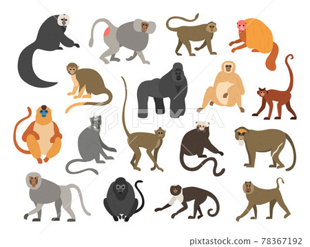 Cartoon primates. Chimpanzee and gorilla monkeys. Wild animals set with tails. Cute apes sit or climb on trees. Tropical gibbon and orangutan. Funny capuchin or macaque. Vector fauna Cartoon primates. Chimpanzee and gorilla monkeys. Wild animals set with tails. Cute apes sit or climb on trees. Tropical gibbon and orangutan. Funny capuchin or macaque. Vector fauna 78367192
