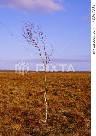 釧路濕地一本木 78367335