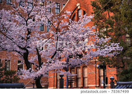 Doshisha University Sakura 2021 78367499