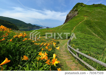 新潟縣佐渡市佐渡島小野龜飛島甘草園 新潟縣佐渡市佐渡島小野龜飛島甘草園 78367509