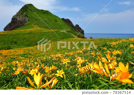 Tobishima licorice colony of Onogame, Sado Island, Sado City, Niigata Prefecture 78367514