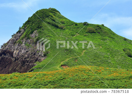 新潟縣佐渡市佐渡島小野龜飛島甘草園 78367518