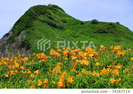新潟縣佐渡市佐渡島小野龜飛島甘草園 新潟縣佐渡市佐渡島小野龜飛島甘草園 78367519
