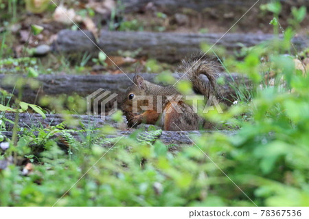 Japanese squirrel in the forest Japanese squirrel in the forest 78367536