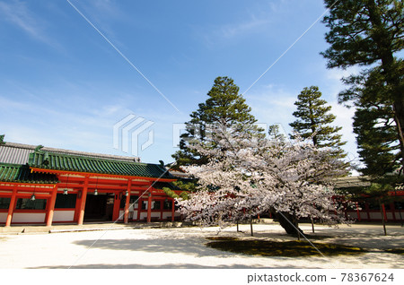 櫻桃樹 櫻桃樹 78367624