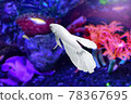 White Betta fish underwater in an aquarium against a backdrop of plants, corals and marine life pink and purple colors. Betta Splendens. Multi-Color Fancy Siamese Fighting Fish. 78367695
