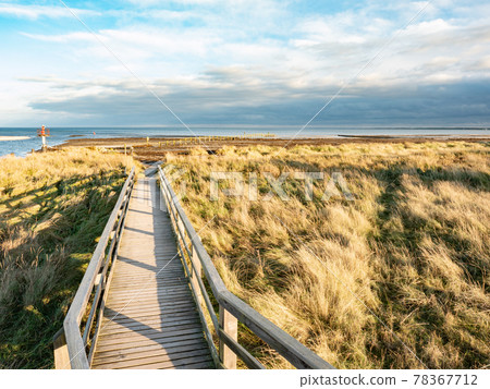 Nature boardwalk near Darer Ort, north of island Dar, Mecklenburg-Western Pommerania, Germany 78367712