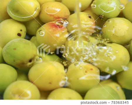 Plum for plum wine, making plum wine, plum wine, cool taste, cool image Plum for plum wine, making plum wine, plum wine, cool taste, cool image 78368345