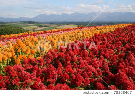 Biei or Furano Hill (Hokkaido in October) Biei or Furano Hill (Hokkaido in October) 78368467
