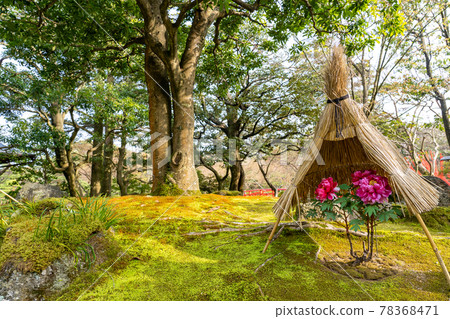 島根縣松江市有志園的粉寒牡丹 78368471