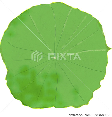 Lotus leaf Buddhist affairs for water children Lotus leaf Buddhist affairs for water children 78368932