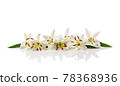 Closeup shot of white lilies isolated on white background. 78368936