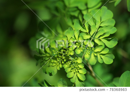 Boenninghausenia 6月初的嫩葉 Boenninghausenia 6月初的嫩葉 78368983