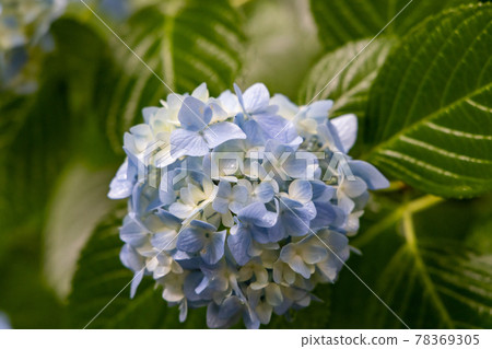 Hydrangea 78369305