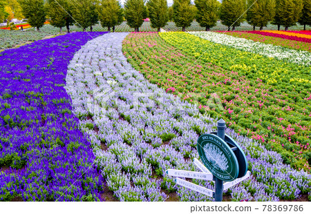 Farm Tomita's flower garden 78369786
