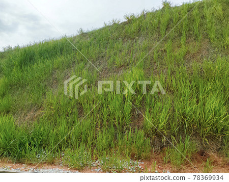 Permanent slope protection with the natural grass using the hydroseed method. The grass used to stabilizes the slope structure and prevent slope erosion. Effective and less maintenance.  78369934