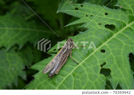 Patanga japonica 78369942