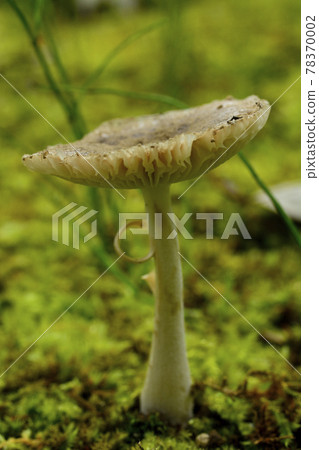 森林濕地自然生長的蘑菇 森林濕地自然生長的蘑菇 78370002