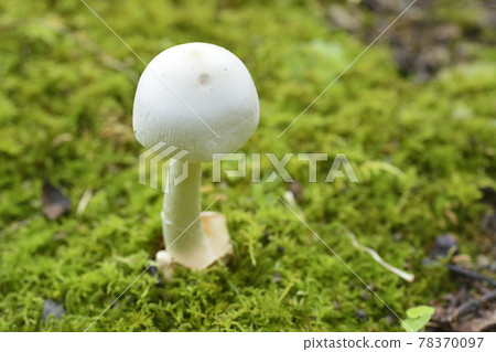 森林濕地自然生長的蘑菇 78370097