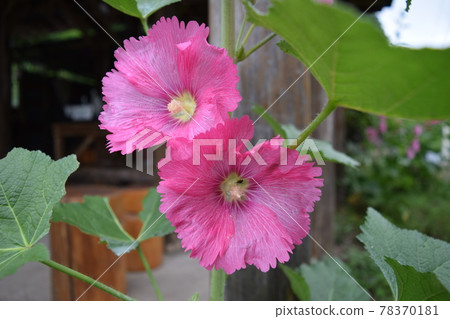 Tattooi Tattooi 78370181