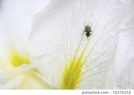 Iris and Anthomyiidae 78370258