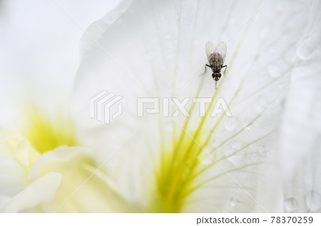 Iris and Anthomyiidae Iris and Anthomyiidae 78370259