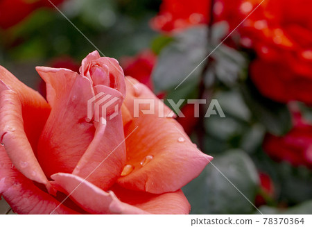 harmony harmony 78370364