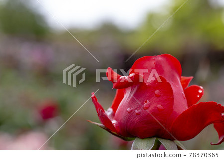 Big Daddy Big Daddy 78370365