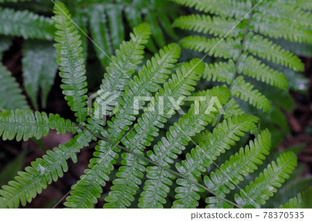 Close-up of rainy season and fern Close-up of rainy season and fern 78370535