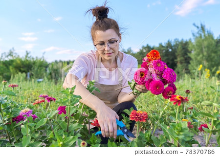 Middle-aged woman with pruning shears cutting bouquet of zinnia flowers 78370786