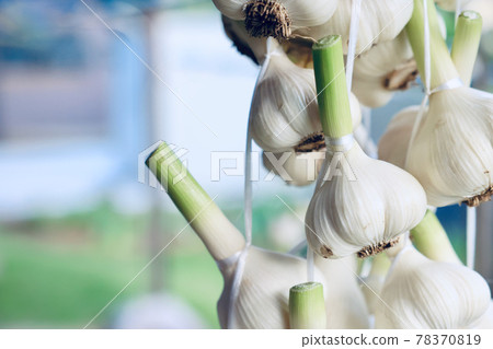 Dry the fresh garlic. White six pieces 78370819