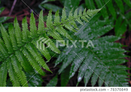Rainy season forest fern 78370849