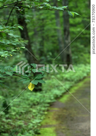 四季漫步夏但馬高原植物園 78370900