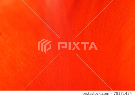 Red petal Red petal 78371434